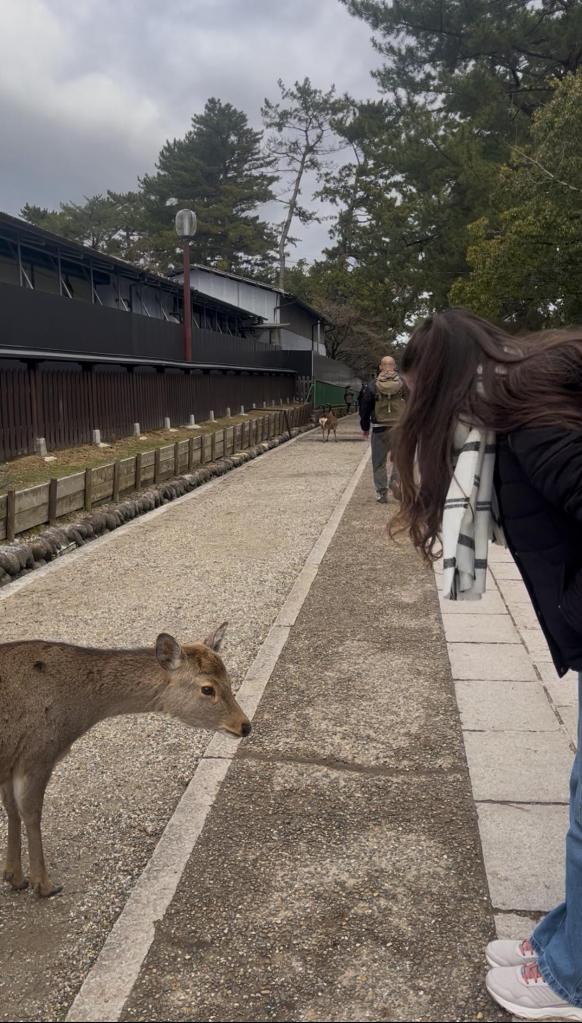 parque de los ciervos en Nara