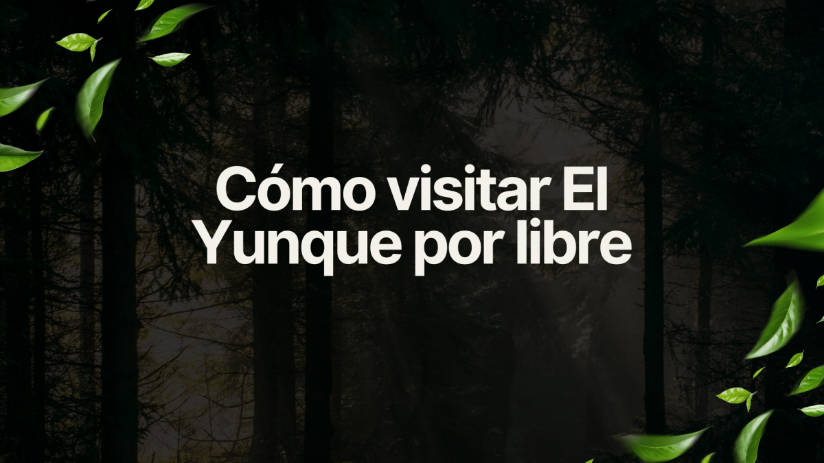 Cómo visitar El Yunque por libre: nuestra experiencia para disfrutar de Puerto Rico sin pagar una&nbsp;excursión